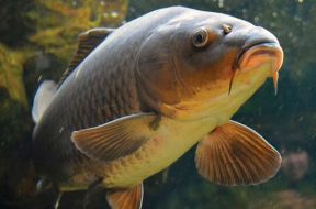 karp-600×400
