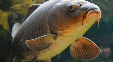 karp-600×400